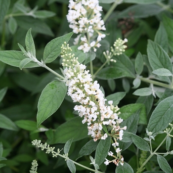 Buddleia 'Ice Chip' PP24015