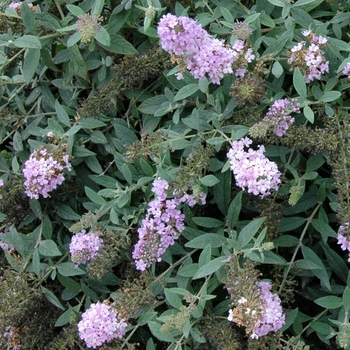 Buddleia Lo & Behold® 'Lilac Chip'