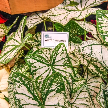 Caladium x hortulanum 'White Christmas'