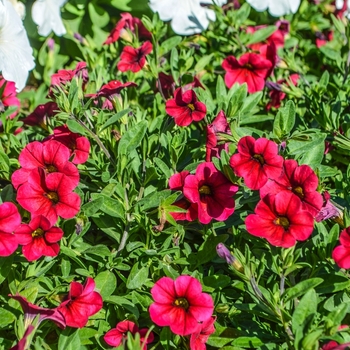 Calibrachoa 'X-treme Red' 