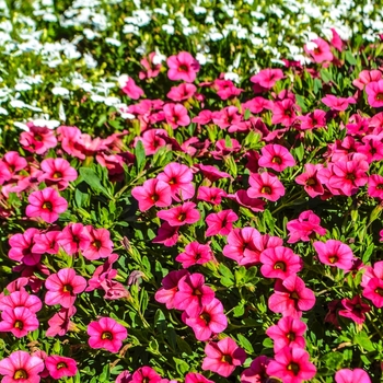 Calibrachoa 'Strawberry' 