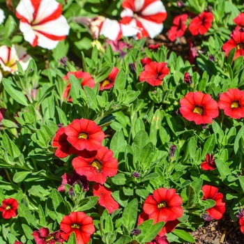 Calibrachoa 'Early Bird Red' 