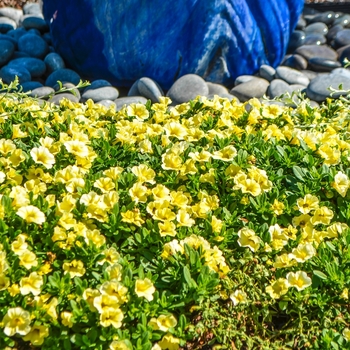 Calibrachoa Celebration® 'Early Bird Yellow'