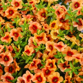 Calibrachoa 'Sunset' 