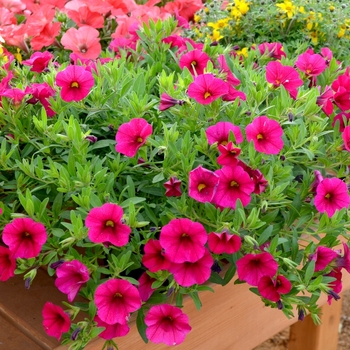 Calibrachoa 'Purple Rain' 