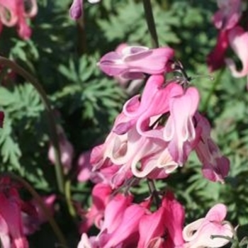 Dicentra eximia 'Candy Hearts™' 