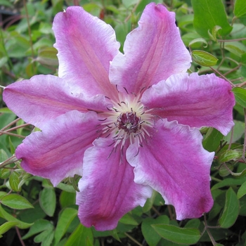 Clematis 'Souvenir du Capitaine Thuilleaux' 