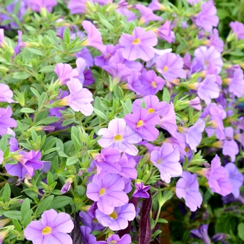 Calibrachoa 'Lavender' 