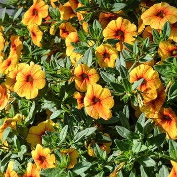 Calibrachoa Aloha Gold