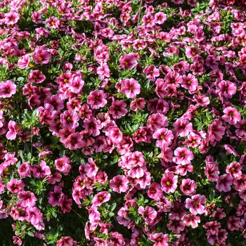 Calibrachoa Aloha 'Volcano Pink'