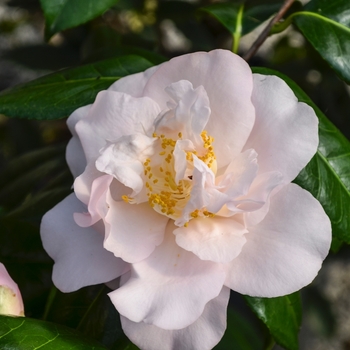 Camellia japonica 'Nina Avery' 