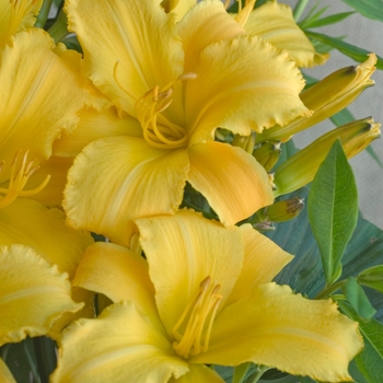 Hemerocallis 'Mary Todd' 