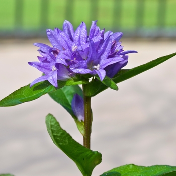 Campanula glomerata 'Freya' PP22738