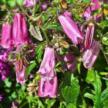 Campanula 'Ringsabell Mulberry Rose' 