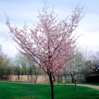 Prunus sargentii 'Hokkaido Normandale' 