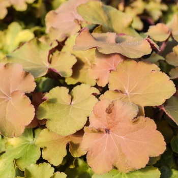 Heuchera 'Caramel' 