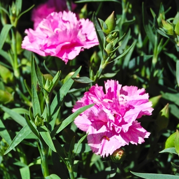 Dianthus caryophyllus 'Garden Spice 'Fuschia'' 