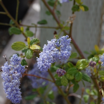 Ceanothus 'Frosty Blue' 