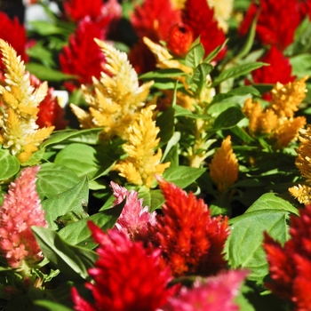 Celosia argentea plumosa