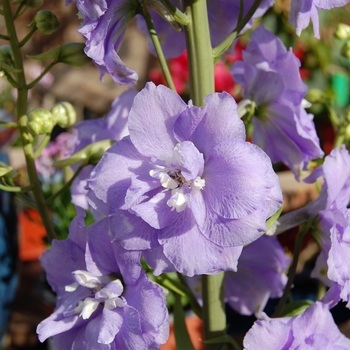 Delphinium 'Centurion Lavender' 