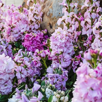 Delphinium 'Centurion Lavender'