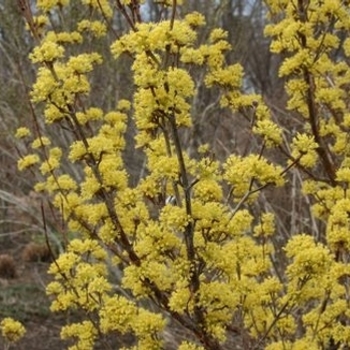 Cornus officinalis 'Kintoki' 