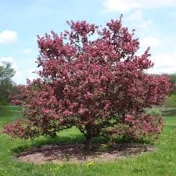 Malus x zumi 'Professor Sprenger' 