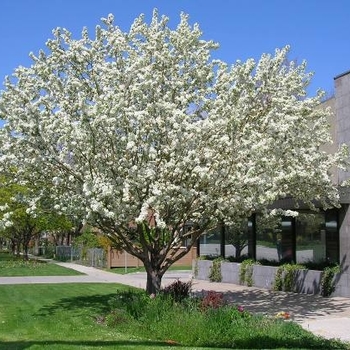 Malus 'Satin Cloud' 6956