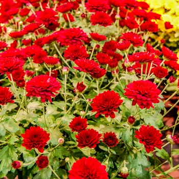 Chrysanthemum x morifolium 'Five Alarm Red' 