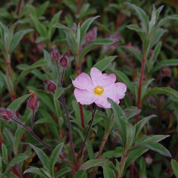 Cistus x skanbergii