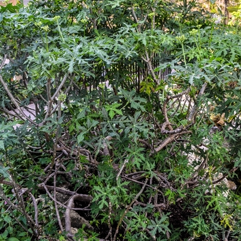 Cnidoscolus acontifolius 