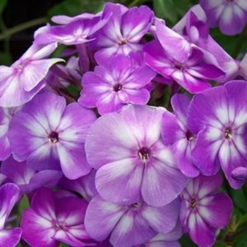 Phlox paniculata 'Pixie Miracle Grace'