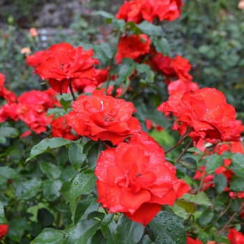 Rosa 'Meigekanu' 