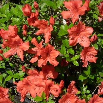 Rhododendron Southern Indica hybrid 'President Clay' 