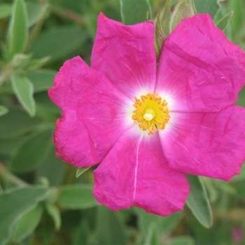 Cistus x argenteus 'Blushing Peggy Sammons' 