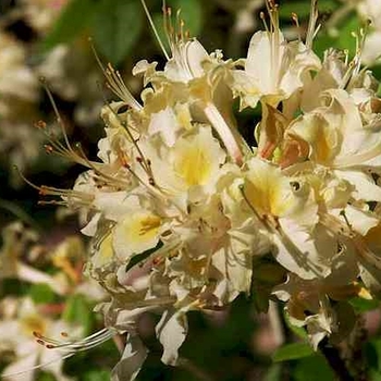 Rhododendron alabamense