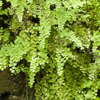 Adiantum aleuticum