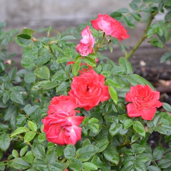 Rosa 'Starina' 