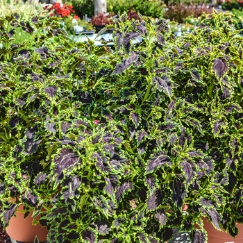 Coleus 'Black Magic' 