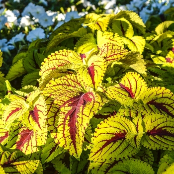 Coleus scutellarioides 'Lime Green' 