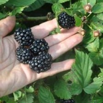 Rubus fruticosa 'Kiowa' 