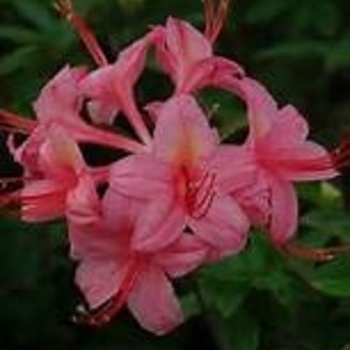 Rhododendron 'Weston's Parade' 