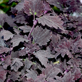 Coleus 'Signature™ 'Midnight Rambler'' 