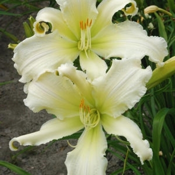 Hemerocallis 'Heavenly Angel Ice' 