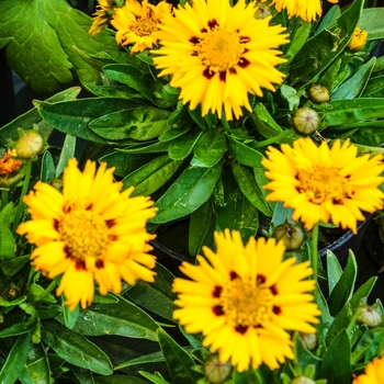 Coreopsis grandiflora 'Sunfire' (068957)