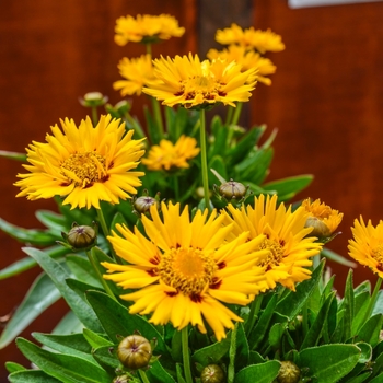 Coreopsis grandiflora 'Sunfire' (068958)