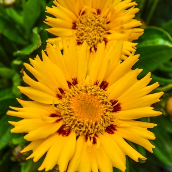 Coreopsis grandiflora 'Sunfire' (068959)