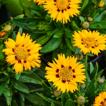 Coreopsis grandiflora 'Sunfire' (068960)