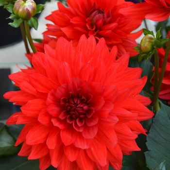 Dahlia 'XXL Taxco' 