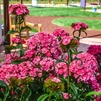 Dianthus barbatus Dash™ Pink